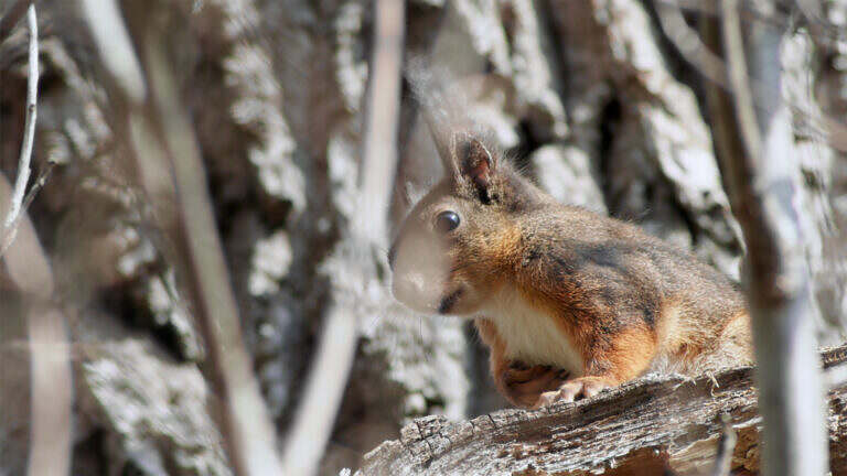 AnimalInnsbruck4