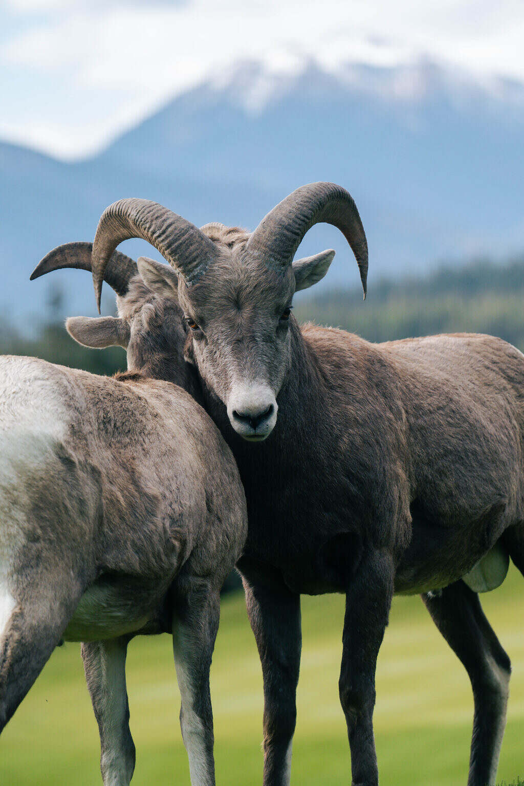 AP-Radium-BighornSheep-young males