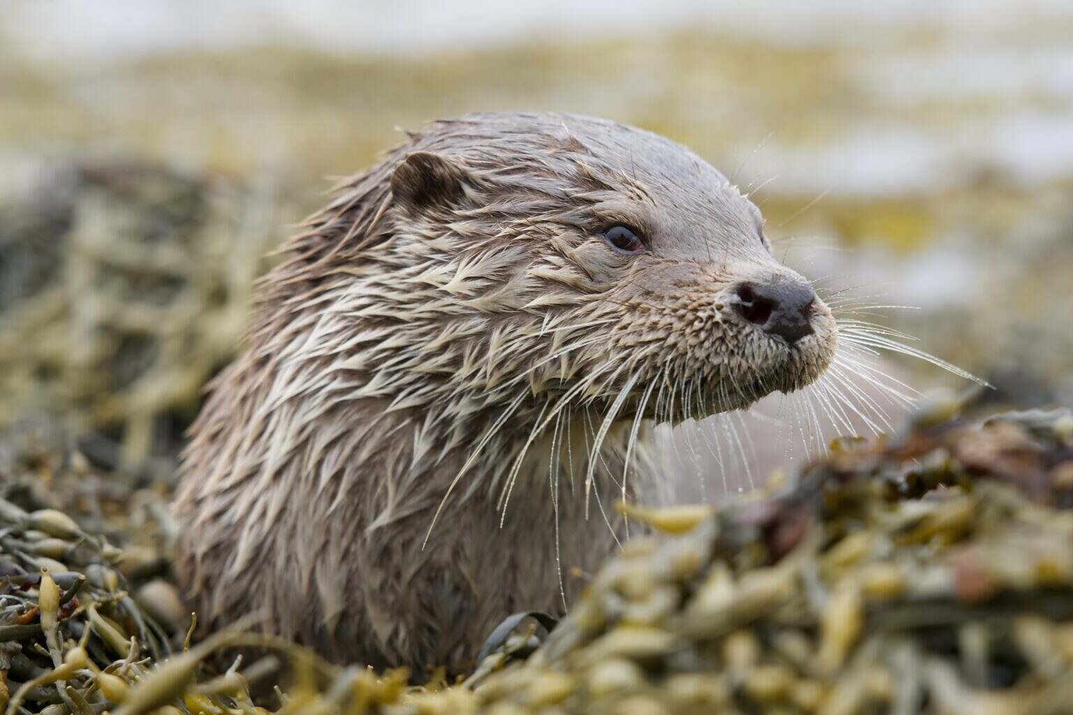 Molly lays down in seaweed, having just come out of the water. (National Geographic/Johnny Rolt)