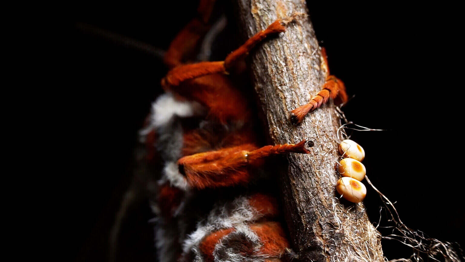 Photo 1 The_Night_Visitors_still_cecropia_legs