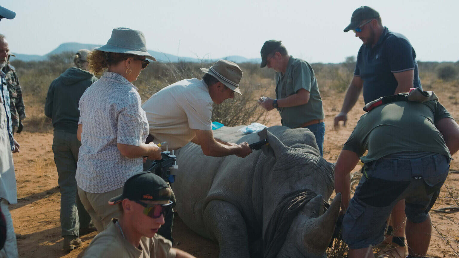 Photo 2 01_Namibia_Martin_Wikelski_bringt_einen_nur_18_Gramm_schweren_Sender_am_Ohr_eines_Nashorns_an