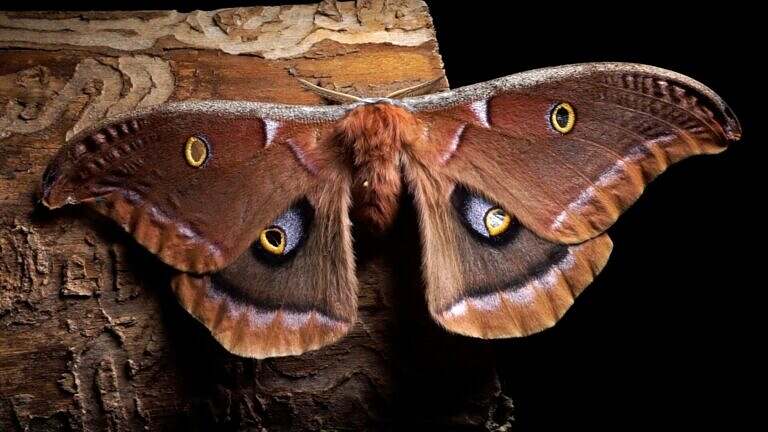 Photo 2 The_Night_Visitors_still_polyphemus_moth_credit_Michael_GItlin