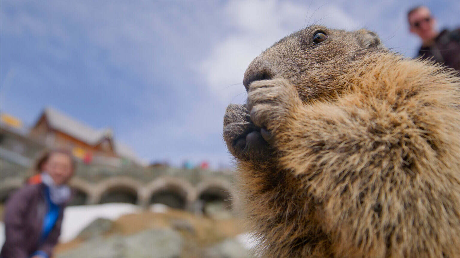 Photo 3 Marmots_Image1_DreamWildFilms