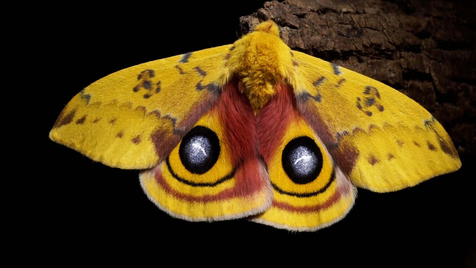 Photo 3 The_Night_Visitors_still_io_moth_credit_Michael_GItlin