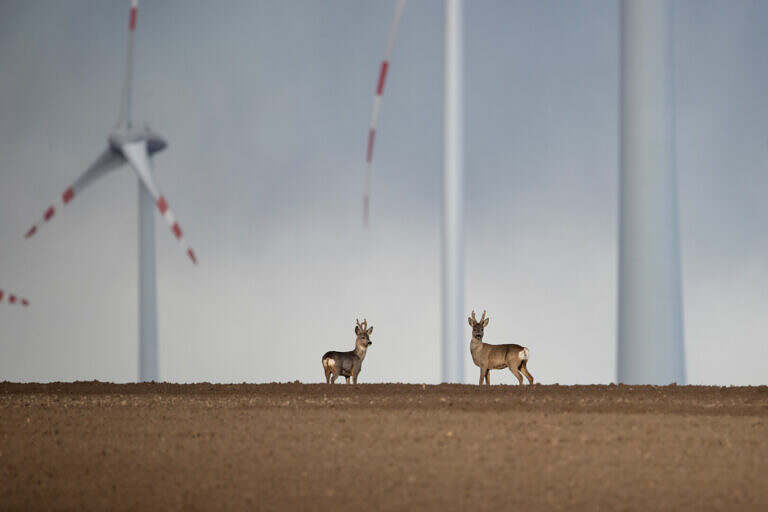 Photo 5 Rehe_vor_Windpark_1