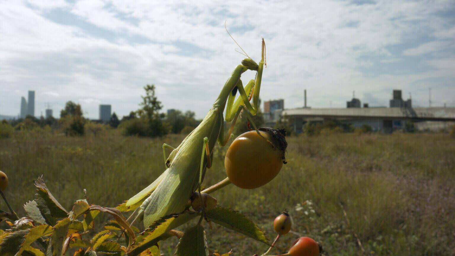 Photo 5 Still_BdS_Mantis_religiosa_Skyline