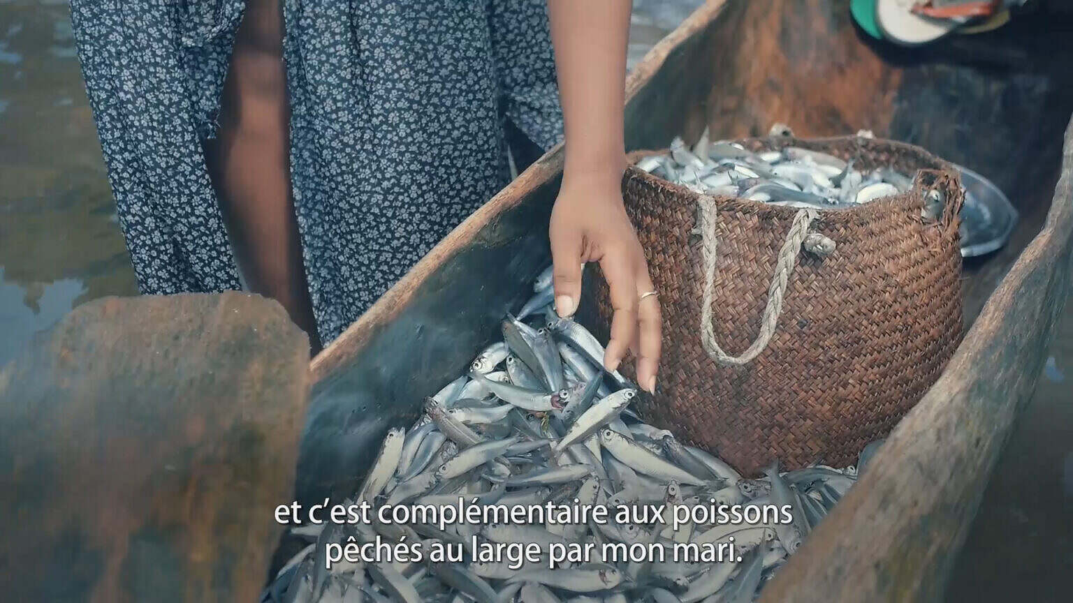 une_pêche_aux_abois_dans_la_mangrove (0-01-50-09)